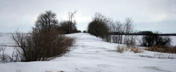 Shelterbelts prevent snow accumulation on roads and driveways or in farmlands
