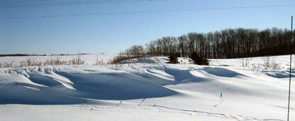 Shelterbelts prevent snow accumulation on roads and driveways or in farmlands